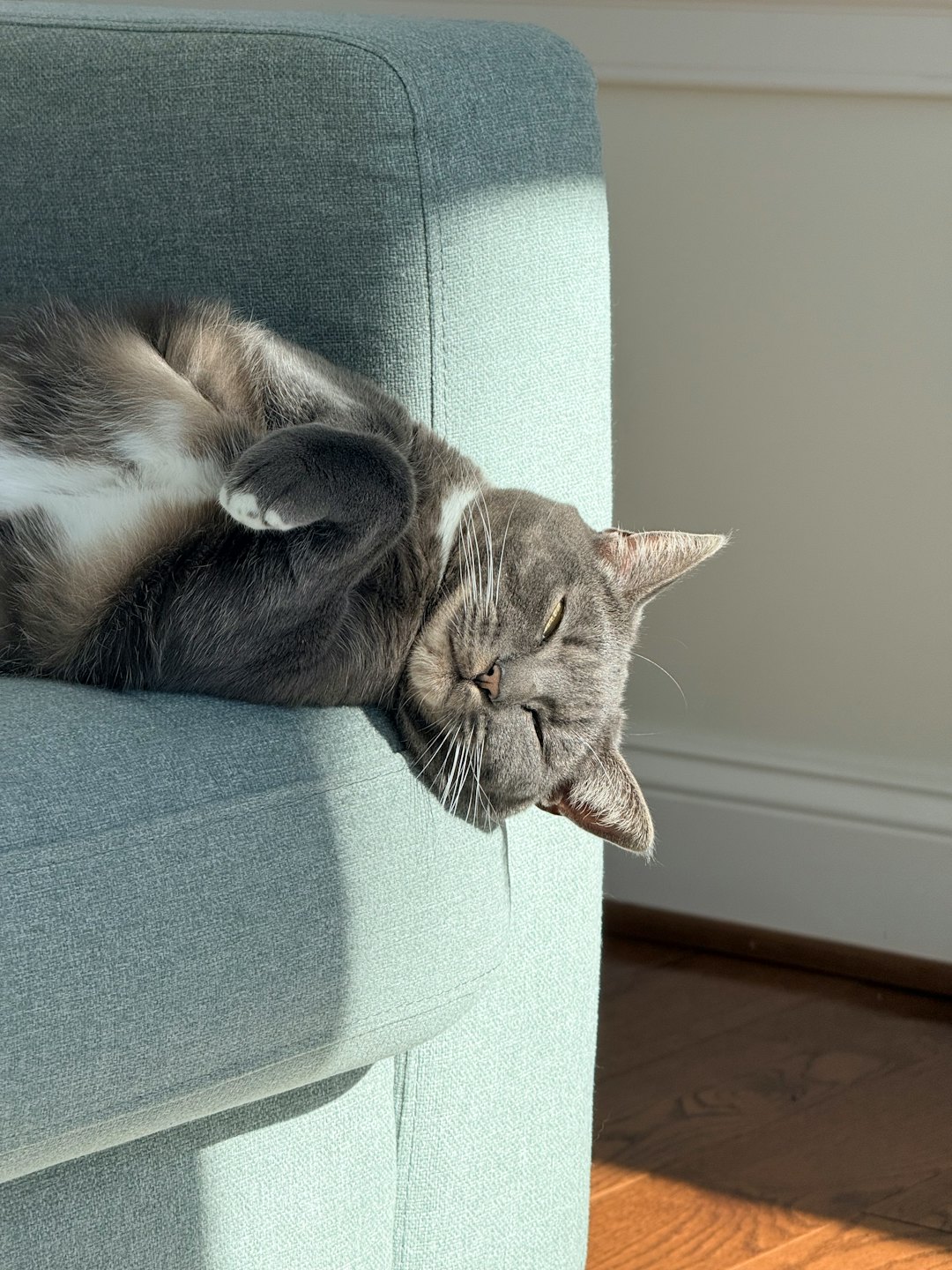 A gray and white cat rests on its back on a sofa.