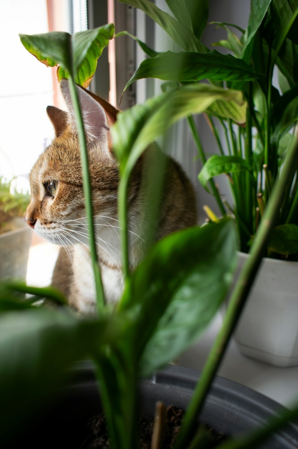 A tabby cat with green eyes sits on a windowsill.