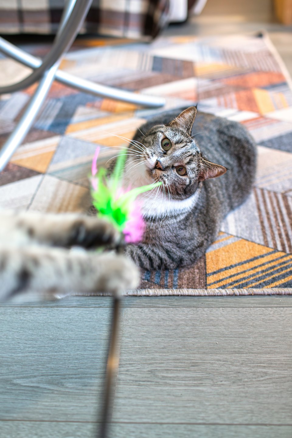 Tabby cat gazes at a toy feather on patterned rug.