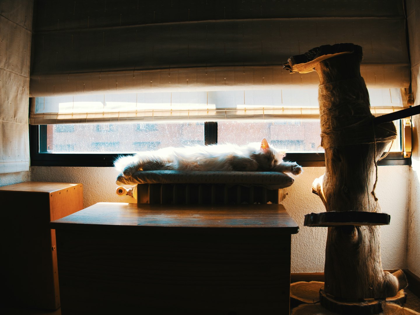 A fluffy white cat sleeps on a cushion near a window.