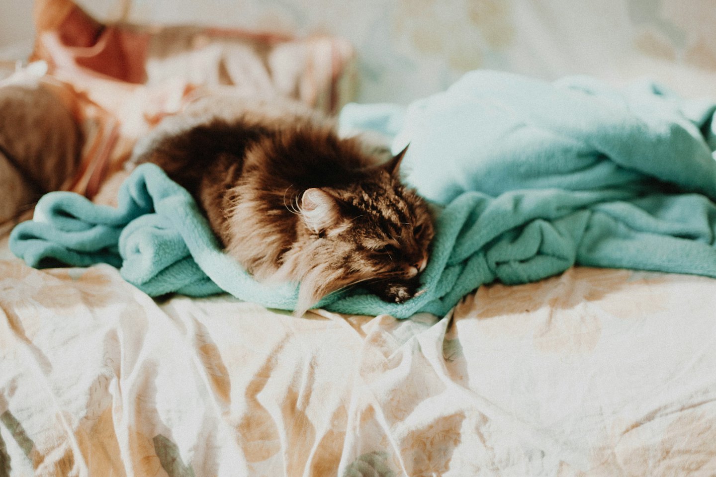 Brown tabby cat sleeping on a blue fleece blanket.